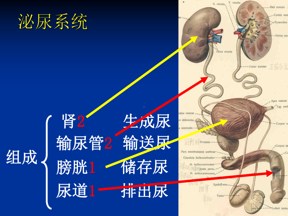 影像诊断-泌尿系统疾病课件.ppt_第2页