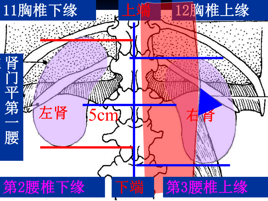 影像诊断-泌尿系统疾病课件.ppt_第3页