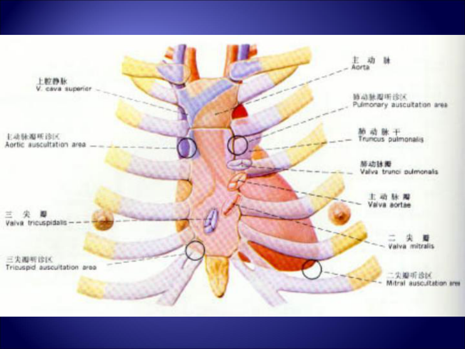 心脏听诊1课件.ppt_第2页