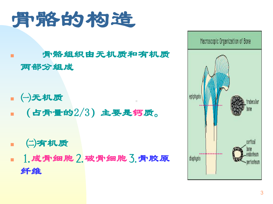 骨质疏松症预防与保健PPT课件.ppt_第3页