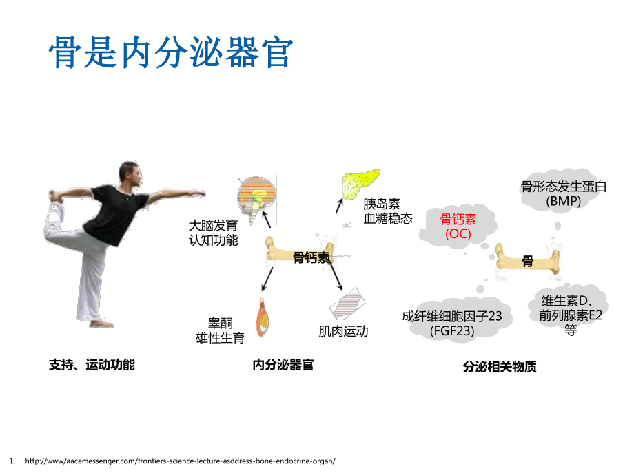 内科疾病与骨质疏松课件.ppt_第2页