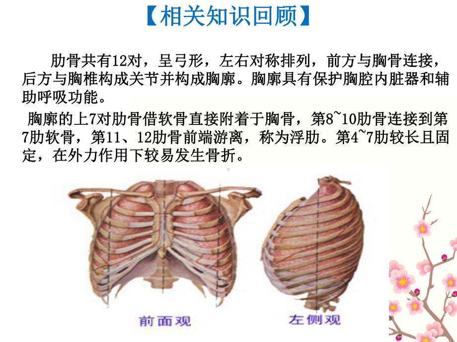 肋骨骨折教学查房课件.ppt_第2页