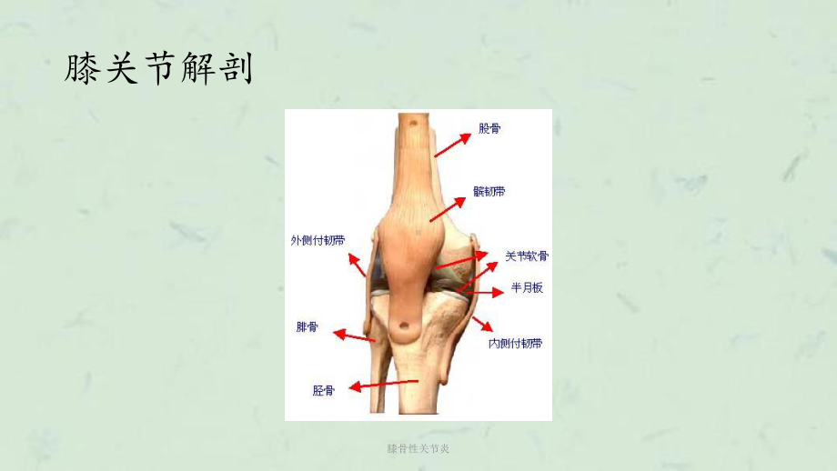 膝骨性关节炎课件.pptx_第2页