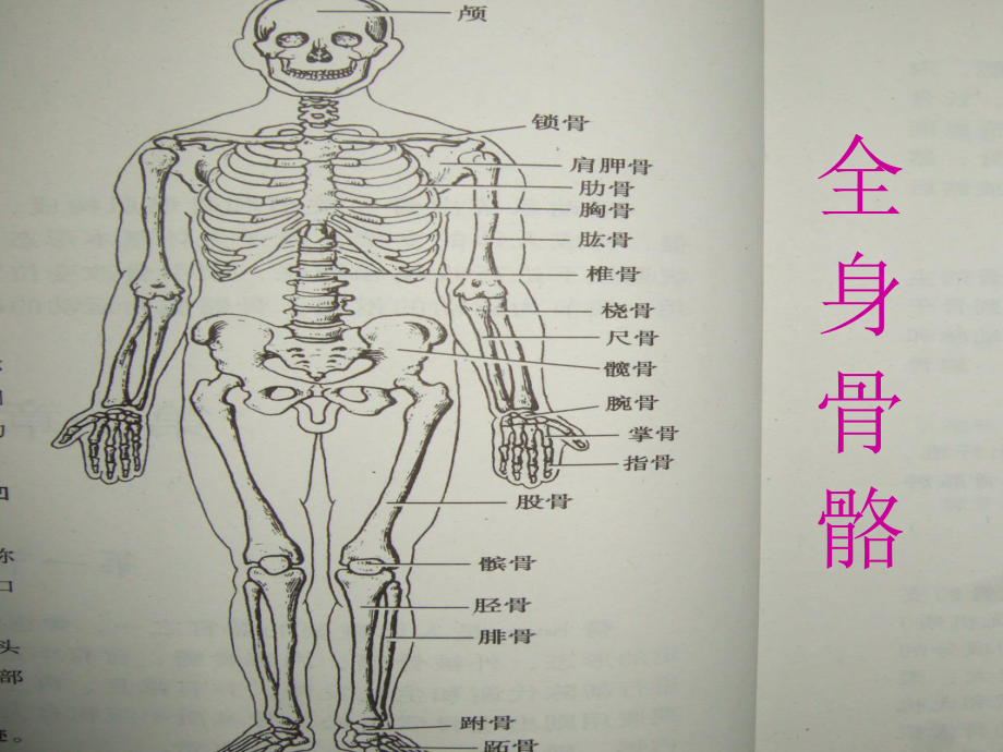 常见骨折与脱位的康复护理课件.ppt_第2页