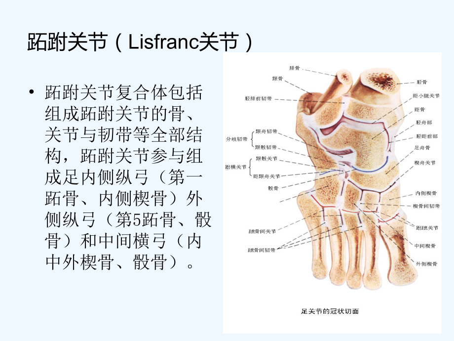 前中足骨折脱位课件.ppt_第3页