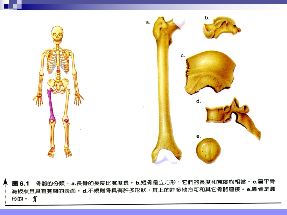 关节炎骨关节炎课件.ppt_第3页