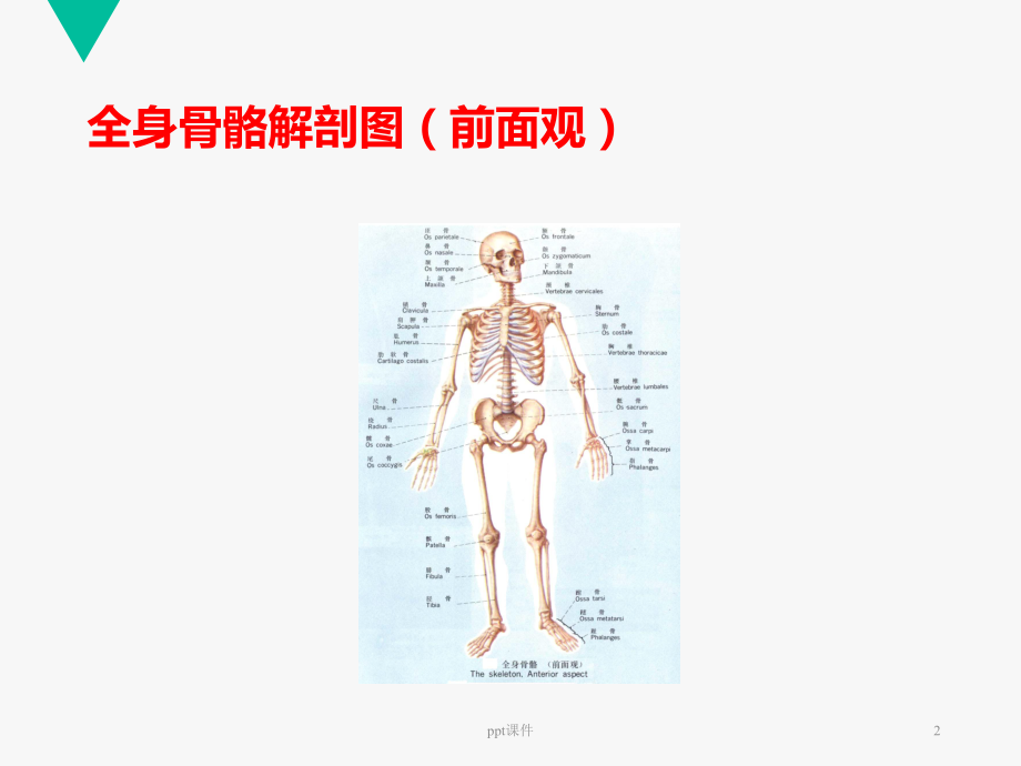 股骨头缺血性坏死护理查房-ppt课件.ppt_第2页