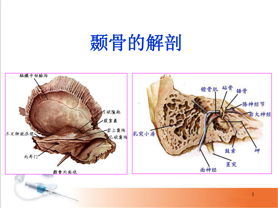 颞骨的解剖PPT幻灯片课件.ppt_第1页