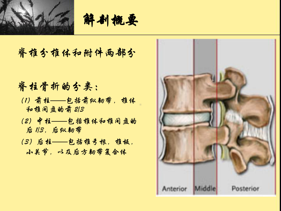 脊柱和骨盆骨折PPT课件.ppt_第3页