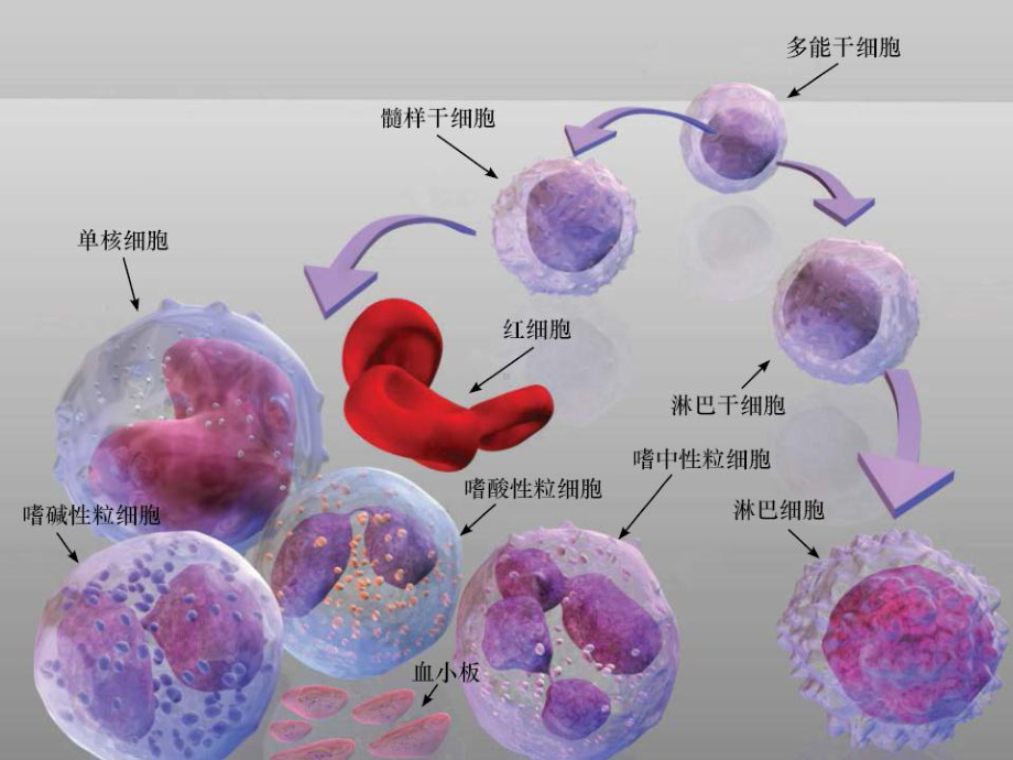 骨髓增生异常综合征1课件.ppt_第2页