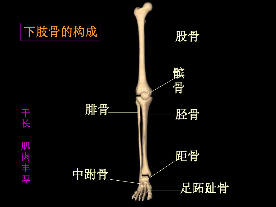 下肢骨折PPT课件.ppt_第2页