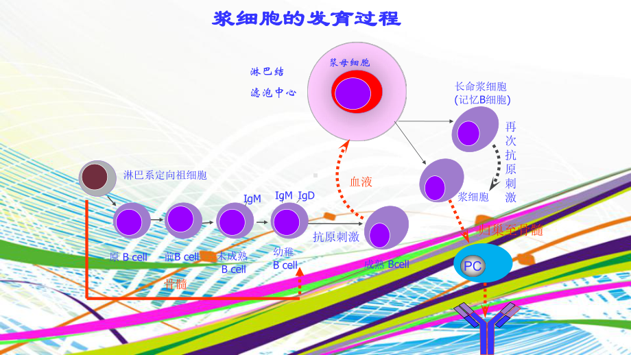 多发性骨髓瘤相关介绍-ppt课件.ppt_第3页