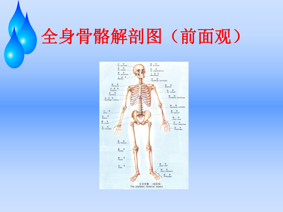 浅谈股骨头缺血性坏死护理查房课件.ppt_第2页