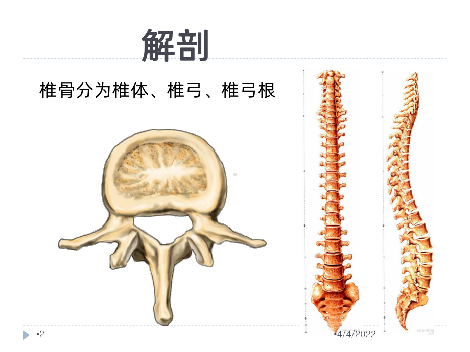 腰椎骨折患者的护理-PPT课件.ppt_第2页