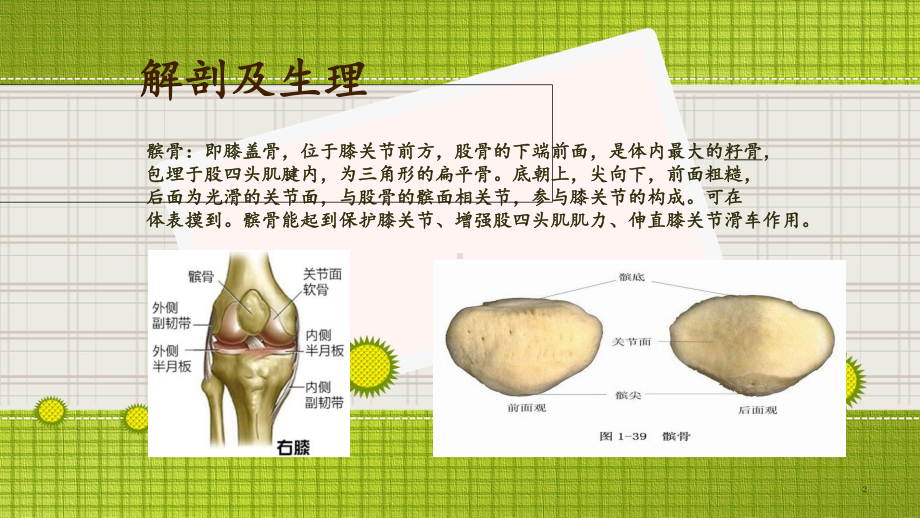 髌骨骨折病人的护理-ppt课件.ppt_第2页