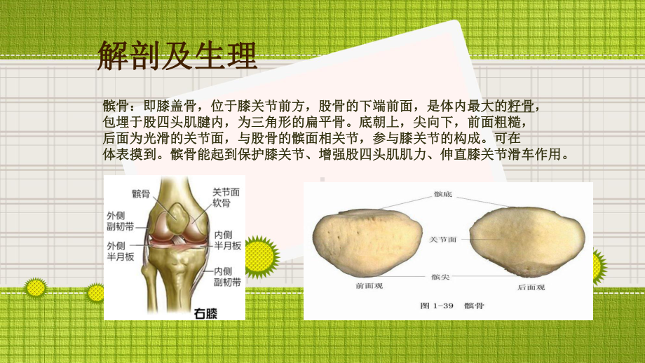 髌骨骨折的护理-ppt课件.ppt_第2页