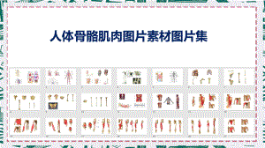 人体骨骼肌肉图片素材中西医健身JPG图片全集讲课PPT课件.pptx