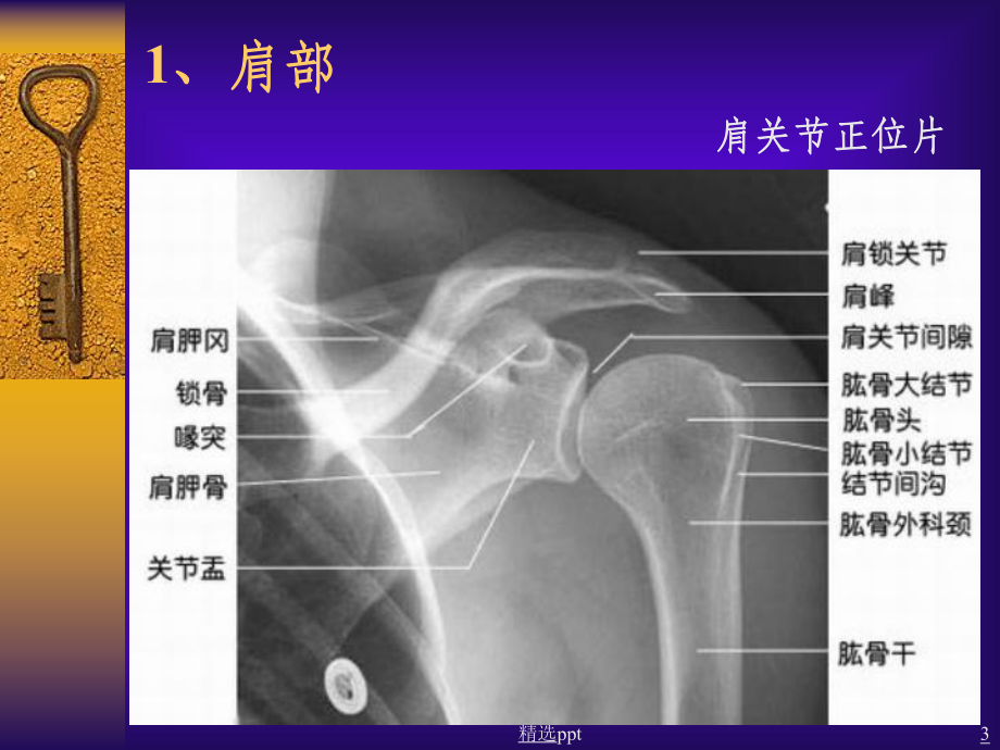 骨关节正常X线解剖PPT课件.ppt_第3页