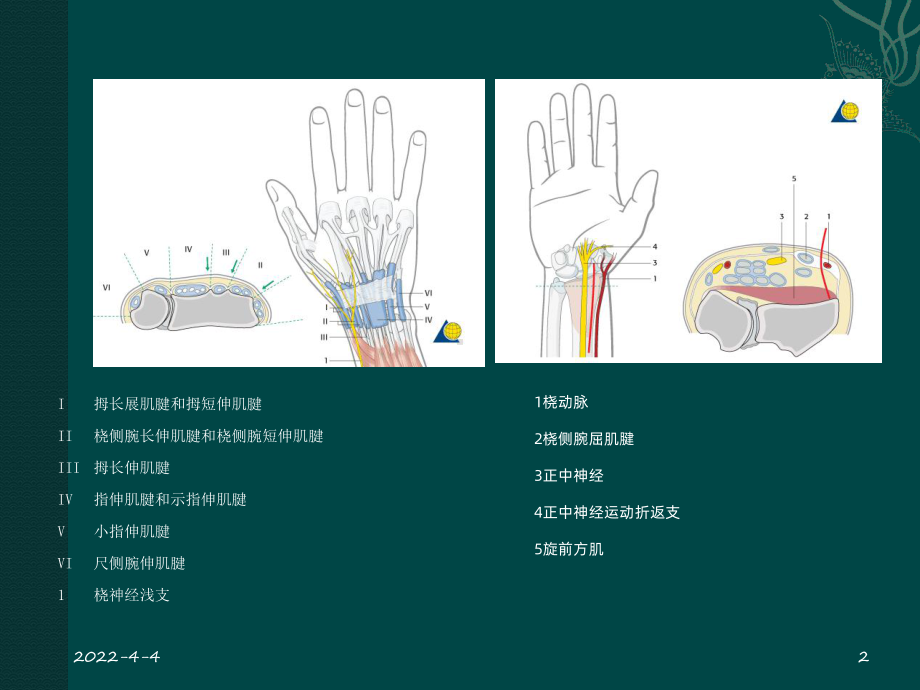 桡骨远端骨折-PPT课件.ppt_第2页