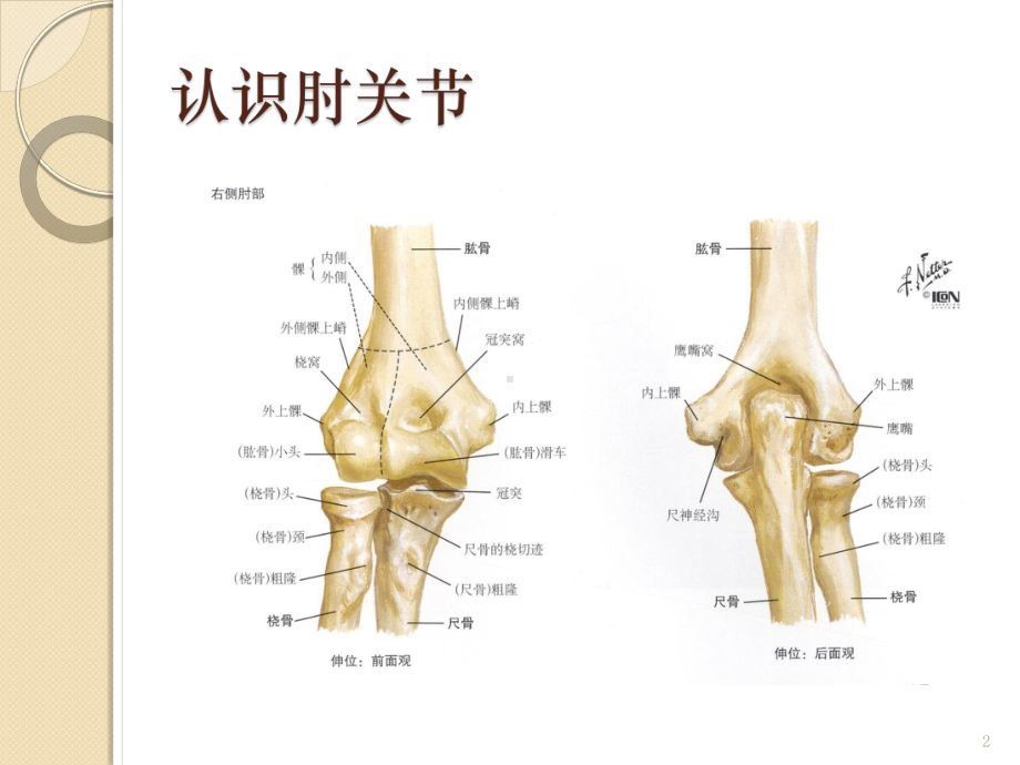 儿童常见肘关节骨折PPT课件.ppt_第2页