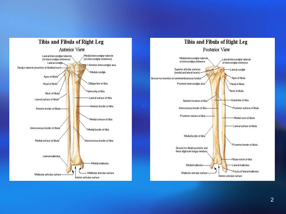 胫腓骨干骨折ppt课件.ppt_第2页