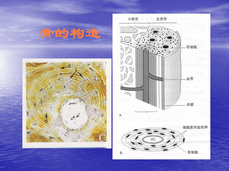 骨折愈合过程PPT课件.ppt_第2页