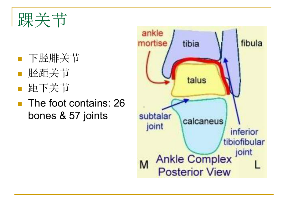 踝关节损伤-骨科课件.ppt_第2页