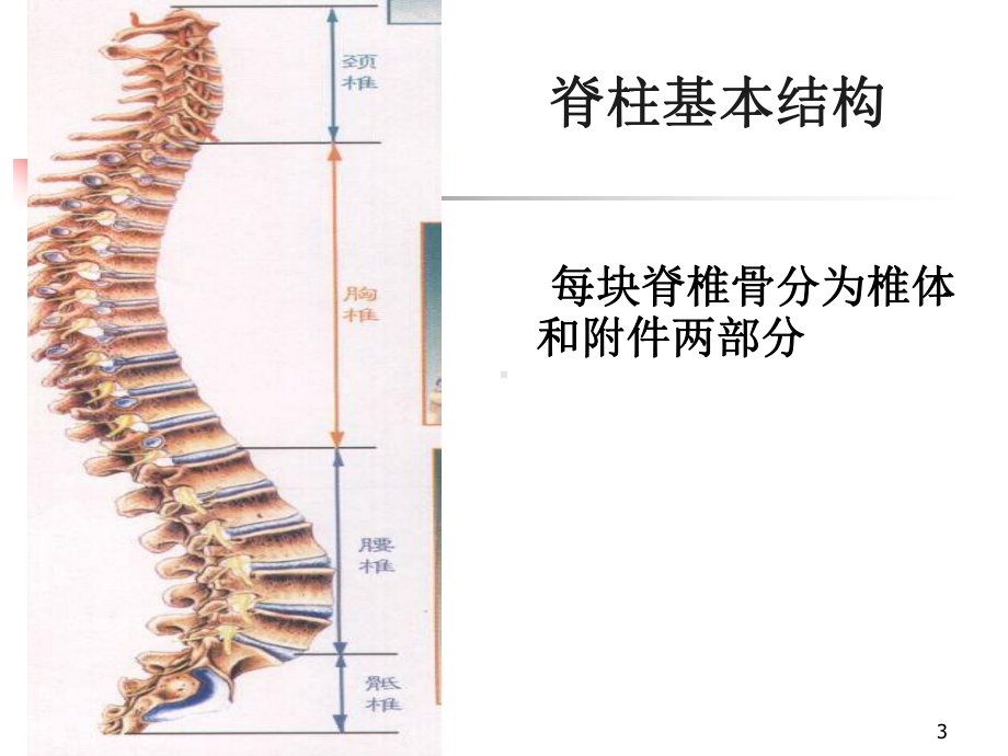 脊柱骨折及脊髓损伤病人的护理PPT课件.ppt_第3页