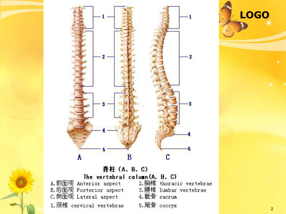 腰椎骨折病人的护PPT课件.ppt_第2页