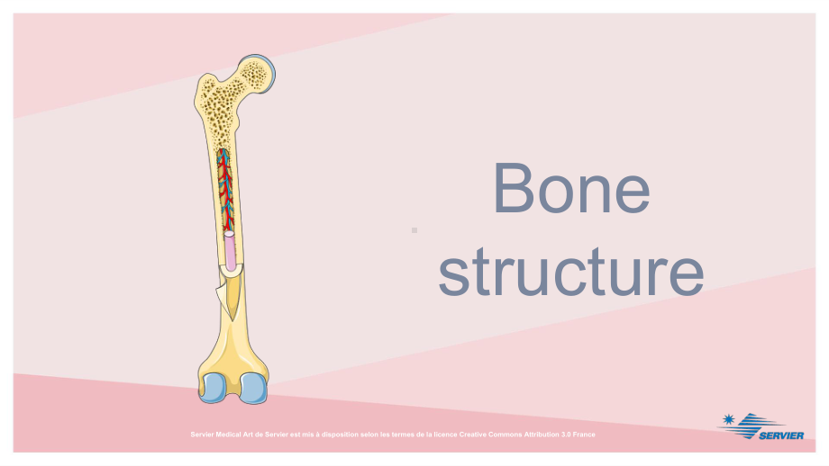 临床与科研绘图-骨骼-Bone-structure课件.ppt_第2页