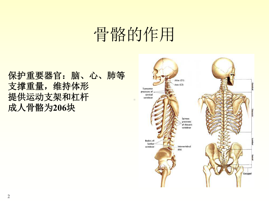 四肢骨骼解剖和骨折PPT课件.ppt_第2页