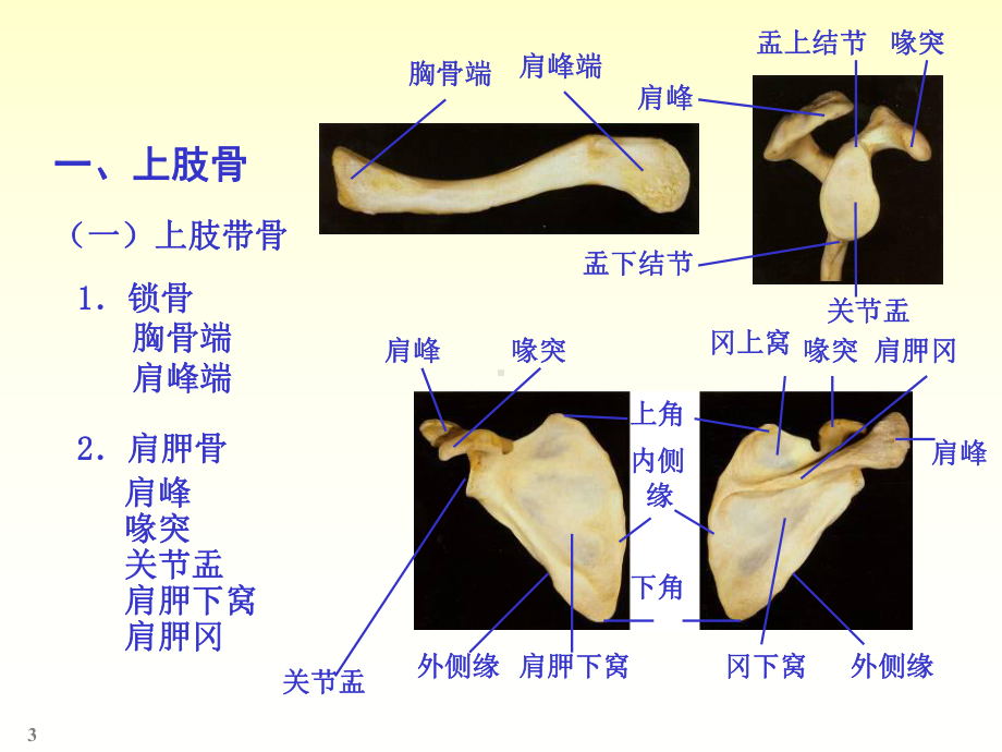 四肢骨骼解剖和骨折PPT课件.ppt_第3页