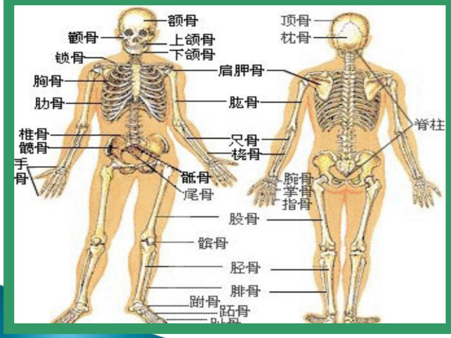 骨科专科知识一PPT课件.ppt_第3页