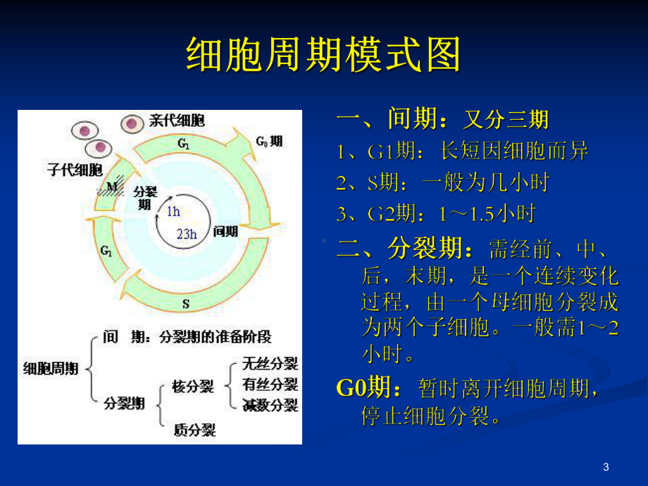 化疗所致骨髓抑制的治疗-课件.ppt_第3页