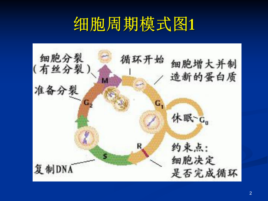 化疗所致骨髓抑制的治疗（PPT）课件.ppt_第2页