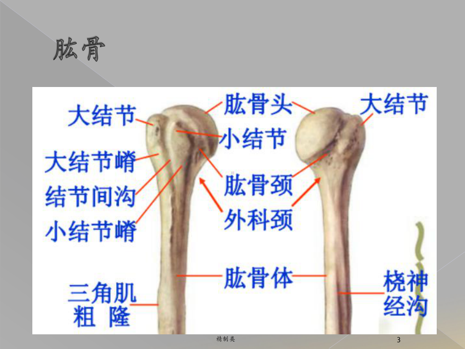 肱骨近端骨折Neer分型(精制医学)课件.ppt_第3页