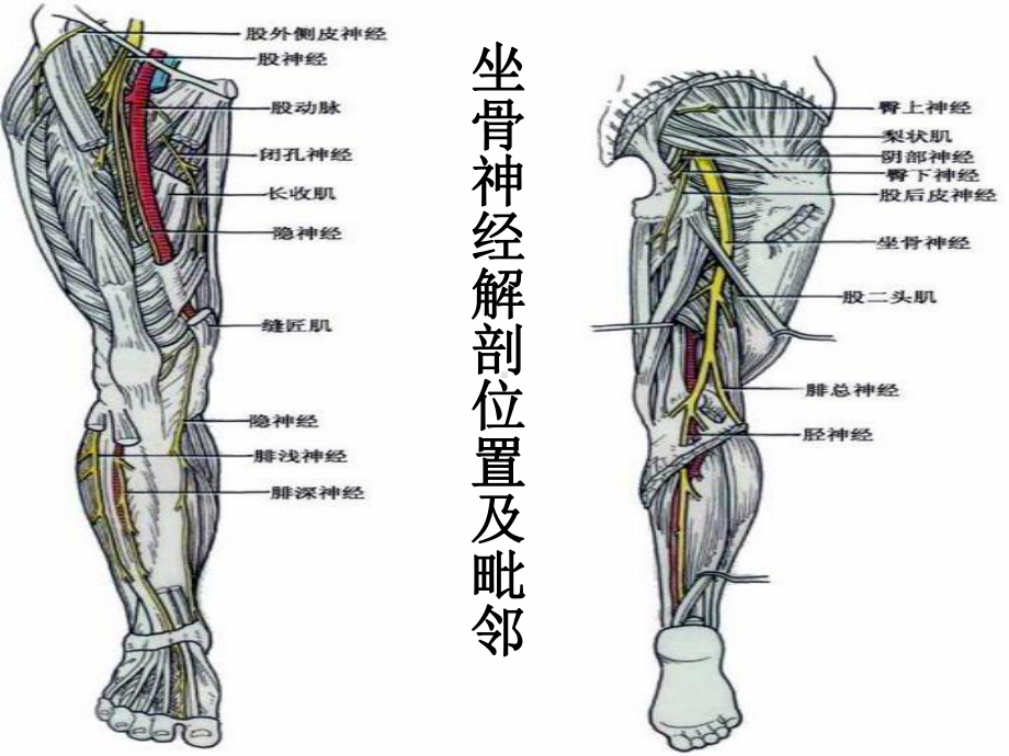 坐骨神经解剖-课件.ppt_第2页