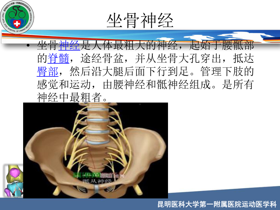 坐骨神经解剖-课件.ppt_第3页