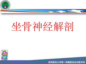 坐骨神经解剖-课件.ppt