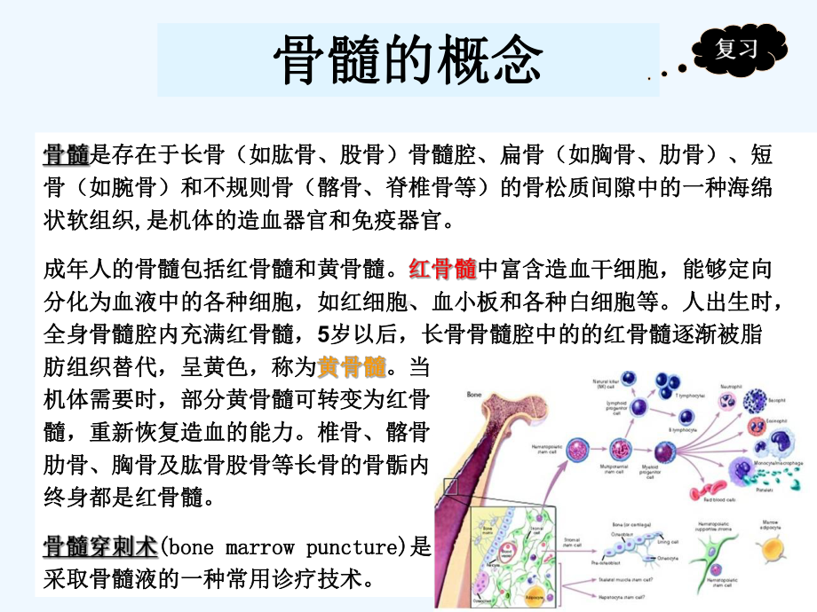 骨髓穿刺腰椎穿刺课件.ppt_第3页