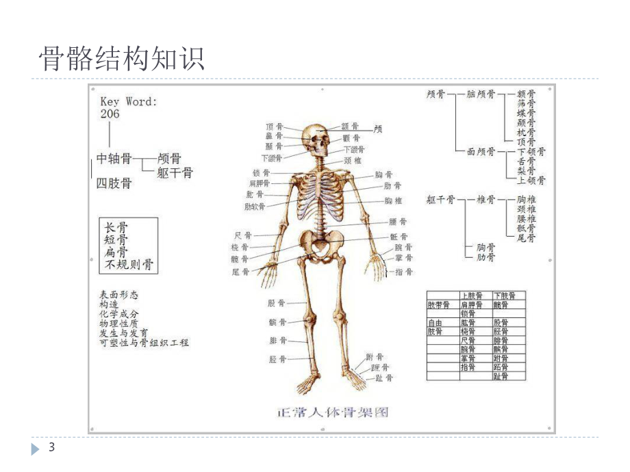 医学课件京臣学校中医按摩培训之骨骼肌肉解剖.ppt_第3页