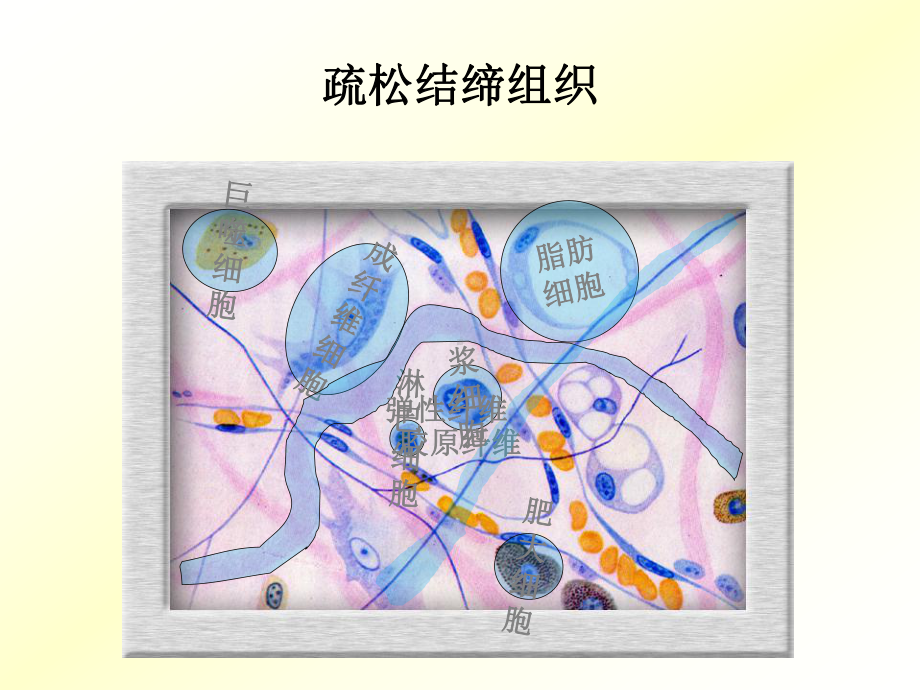 [农学]动物组织胚胎学实验二 结缔组织 血液、软骨和骨课件.ppt_第2页