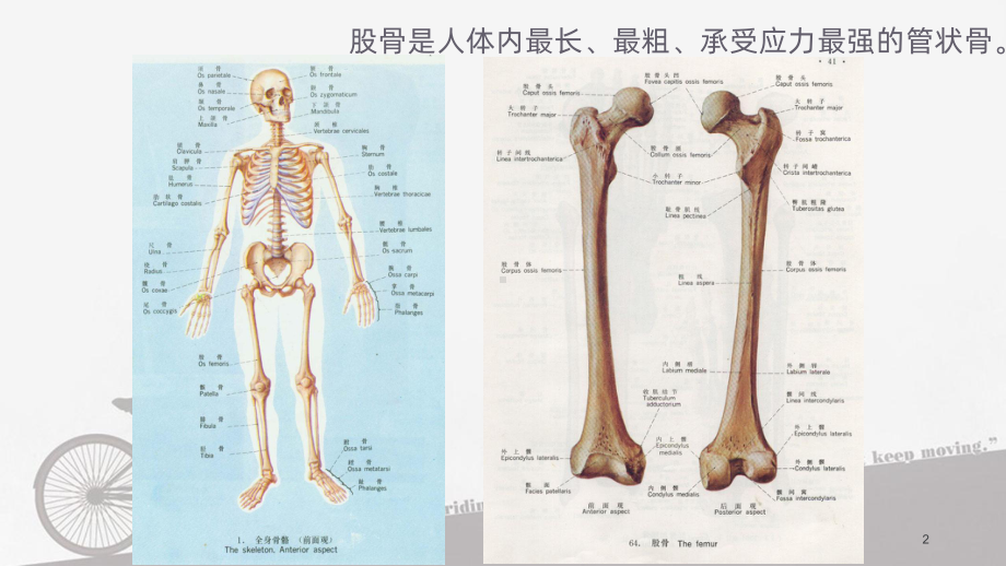 股骨干及股骨粗隆的护理PPT课件.ppt_第2页