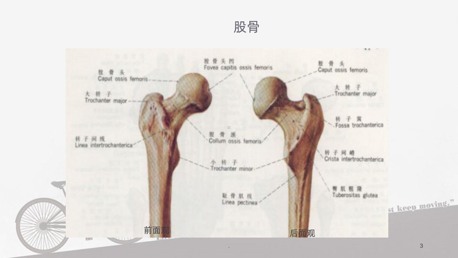 股骨干及股骨粗隆的护理PPT课件.ppt_第3页