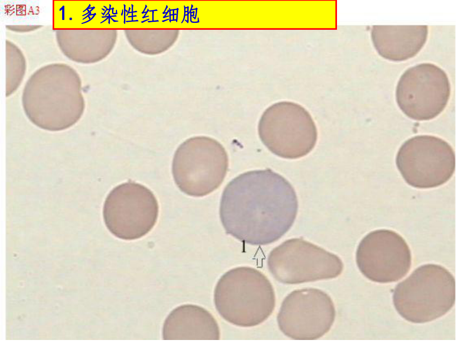 骨髓细胞图谱课件.ppt_第2页