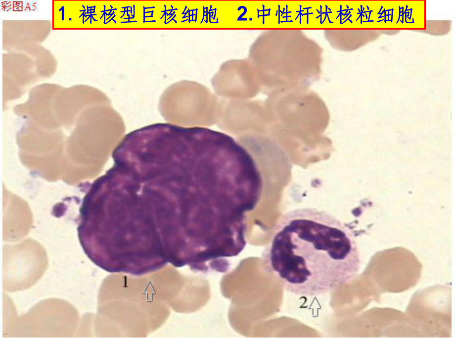 骨髓细胞图谱课件.ppt_第3页