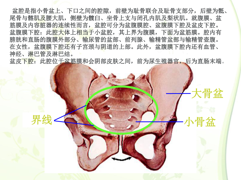 医学解剖学骨盆专业知识讲座专题PPT培训课件.ppt_第3页