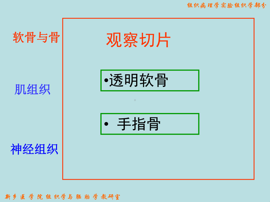 软骨与骨、肌组织、神经组织 - 新乡医学院课件.ppt_第3页