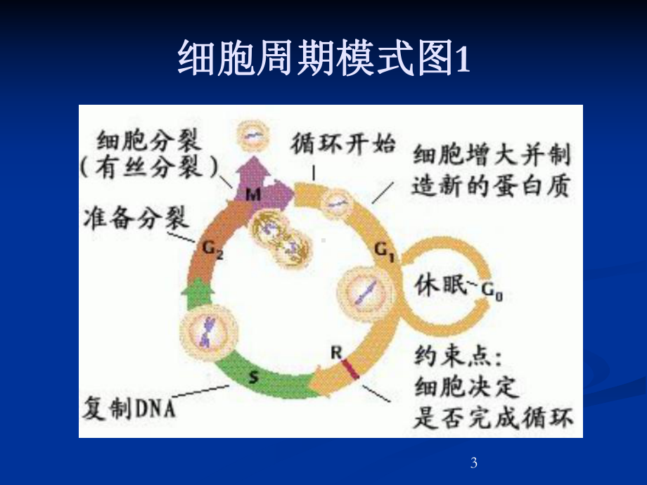 [教学]化疗所致骨髓抑制的治疗课件.ppt_第3页