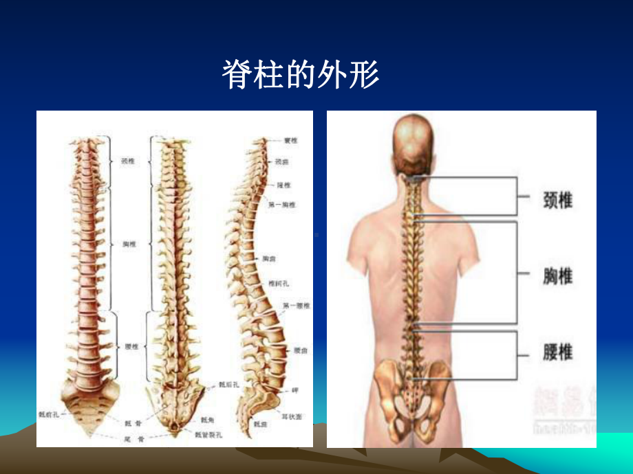 脊柱骨折诊疗及进展j课件.ppt_第3页